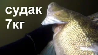 ОГРОМНЫЙ СУДАК НА 7кг.Подводная охота на трофейного судака на реке Днепр.underwater hunting