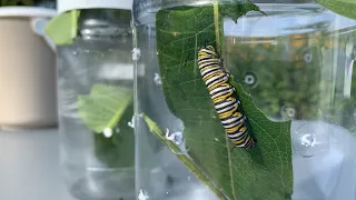 Virtual Monarch Festival: Caring for Caterpillars