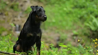 Life with a Jagdterrier in Slovakia