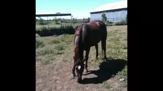 Dealing with a Pushy Aggressive horse in pasture - Rick Gore Horsemanship