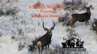 Montana Mule Deer Madness