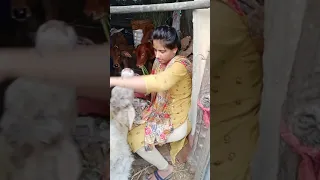 #beautyfulcow #cowsblike #cutecowvideo #indiancow #cowstatus #youtubeshorts