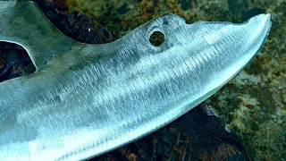 BLACKSMITHING FORGING A MEAT CLEAVER KNIFE FROM LEAF SPRING - SHAPED LIKE DOLPHIN