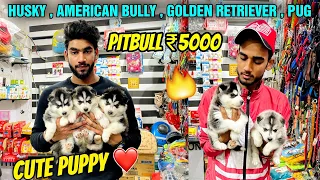 Cheapest Dogs Market In Delhi NCR | Husky Puppy | Dog in Cheap Price | Dog market