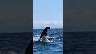 Shark rams into kayak as it chases its next meal #Shorts