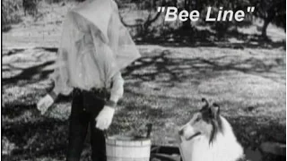 Lassie - Episode #349 - "Bee Line" - Season 10, Ep. 26 - 04/12/1964