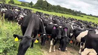 නවසීලන්තයේ කිරි ගෙවිපලේ අපේ අත්දැකීම - Evening milking time. Getting cows 🥰  #farminglifestyle