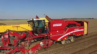 Wielki kopanie ziemniaków na 3x Grimme // Top Farms
