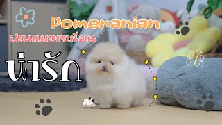 ปอมเมอเรเนียนแท้หน้าหมี หาบ้าน#ขายปอม #ปอม #ปอมเมอเรเนียน #pomeranianpage