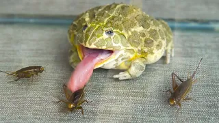 African Bullfrog Eating Crickets! Warning Live Feeding African Bullfrog