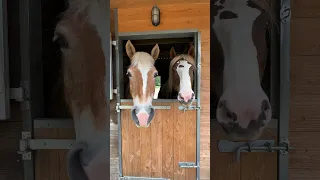 2 beautiful sweet faces, Shilas & Rede 🥰🥹❤️