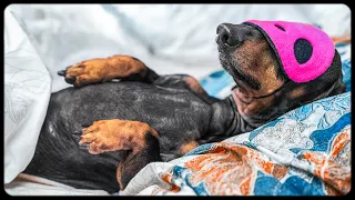 This is MY bed, Silly Human!!! Funny dachshund dog video! Try not to laugh!