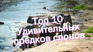 Топ 10 Удивительных предков слонов