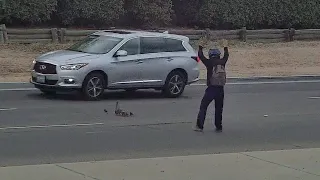 Motorcyclist Stops Traffic To Rescue Ducks