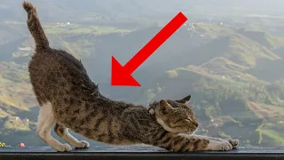 Why Your Cat Stretches When Seeing You