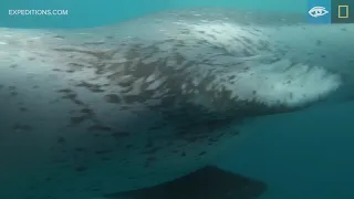 Leopard Seal Vocalizations | Antarctica | Lindblad Expeditions-National Geographic