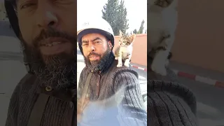 Adorable Tiny Kitten Enjoys Scenic Views While Sitting on Owner's Shoulder