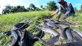 amazing fishing village! a lots of fish in under grass when little water catch by hand a fisherman