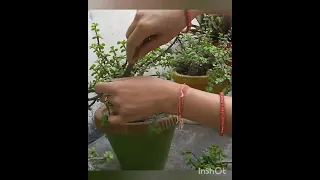 making Jade bonsai,watch in fast speed. #shorts #jade #jadebonsai #bonsai #jadeplant