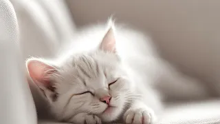 Relax Your Cat Soothing Music For Felines Cat 🐱 Sleep Music for Cats