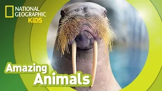 Walrus | Amazing Animals