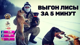 Охота с ягдтерьером, выгон лисы за 5 минут, Fox Hunt with Jagdterrier