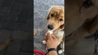 How To Make Your Dog Happy!! #shorts #goldenretriever #puppy