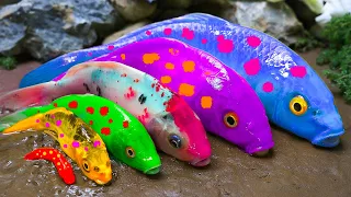 Stop Motion Cooking ASMR Colorful Koi Fish Cow, ikan & Big Frog 다채로운 잉어물고기 | 거대한 개구리 - 무지개 메기/ 스톱 모션