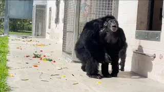 Video shows chimpanzee caged for 28 years seeing open sky for first time