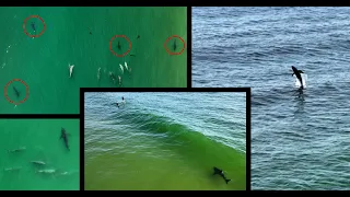 Dolphins vs Great White Sharks & Shark Breaches Completely Out of The Water
