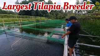 Giant Tilapia Hatchery and Nursery of Sec. Manny Piñol in North Cotabato