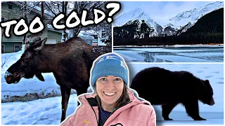 TOURING the TURNAGAIN ARM [Winter in Alaska!]