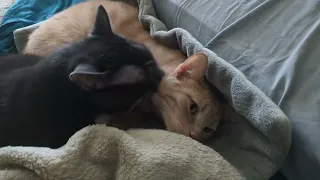 Burt Washes Orion's Face - Such a Good Big Brother!