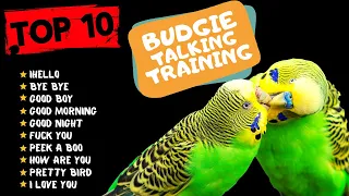 Top 10 Budgie Talking Traning, Teach Your Budgie to Talk, Budgie Talking Practice