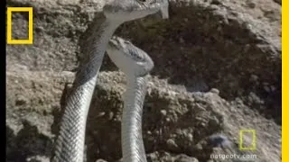 Rattlesnake Love | National Geographic