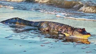 Gator spotted on beach near Galveston