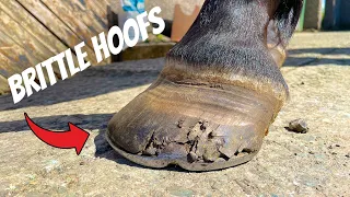 Shoeing Extremely Brittle Hoof