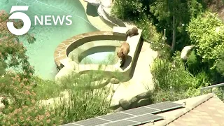 Bear, Cub Spotted Roaming Around Castaic Neighborhood