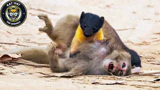 15 Scary MOMENTS When Marten Attack And Eat Alive Rabbit, Monkey CAUGHT ON CAMERA