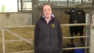 Calf house hygiene - brought to you by AHDB Dairy