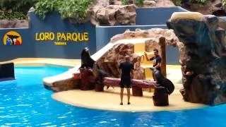 Loro Parque - Leones marinos 12/10/2014