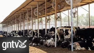 How UAE dairy farms ensure heat doesn't dry up milk yield