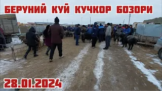 БЕРУНИЙ КУЙ КУЧКОР БОЗОРИ 28.01.2024