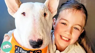This Bull Terrier Is A Firecracker. But He Became Best Friends with Girl | Cuddle Friends