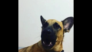 Собака смешно лает и зевает | Dog funny barks and yawn