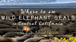 Where to See WILD Elephant Seals In California