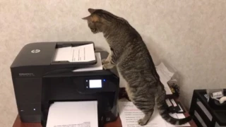 Cute cat vs the printer