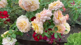 Почвопокровные розы Meilland
