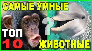 Самые умные животные Земли: Топ-10