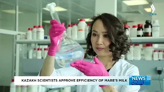 Казахстанские медики доказали пользу кобыльего молока для здоровья человека | Jibek Joly TV